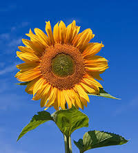 Florence Debout - Sunflower