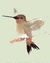 Florence Debout - Hummingbird